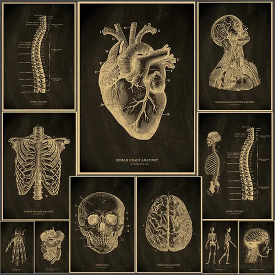 Heart/Skull/Brain Kraft Paper Poster Chalkboard Anatomical Skeleton Vintage Home Room Medicine Decor Medical Art Wall Painting June Wall Art