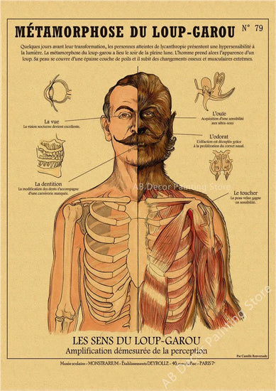 Anatomy of Mermaid Poster Bird Curious Creatures Kraft Paper Prints Vintage Home Room Cafe Bar Art Wall Decor Aesthetic Painting June Wall Art