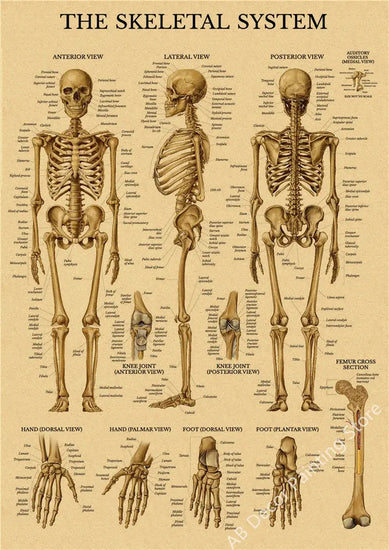 Retro Organ Systems In The Human Body Posters Skeleton Anatomy Kraft Paper Prints DIY Vintage Home Room Art Wall Decor Paintings June Wall Art
