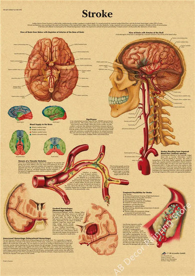 Retro Organ Systems In The Human Body Posters Skeleton Anatomy Kraft Paper Prints DIY Vintage Home Room Art Wall Decor Paintings June Wall Art