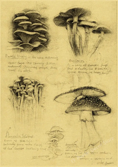 Old Sketch Studies Poster Vulpes/Skeleton Home Room Medical Club Decor Painting Plants Butterfly Vintage Prints Art Wall Picture June Wall Art