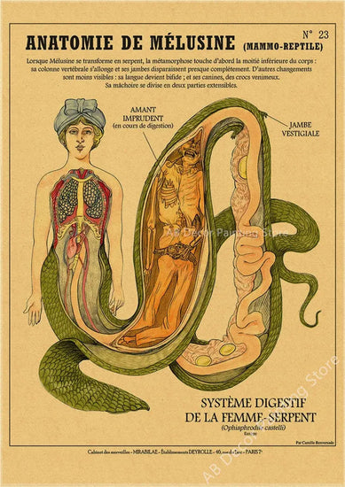 Anatomy of Mermaid Poster Bird Curious Creatures Kraft Paper Prints Vintage Home Room Cafe Bar Art Wall Decor Aesthetic Painting June Wall Art