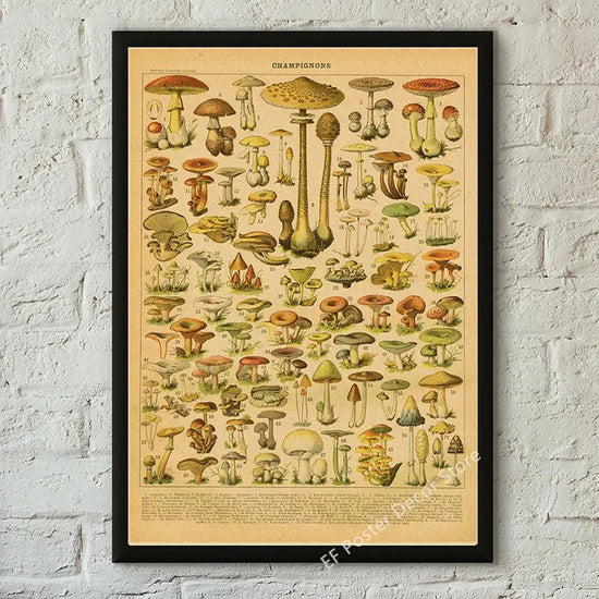 Botanical Art Prints Mushroom Retro Poster Animal/Flower/Plant/Leaf/Butterfly Study Painting Vintage Study Room Home Wall Decor June Wall Art