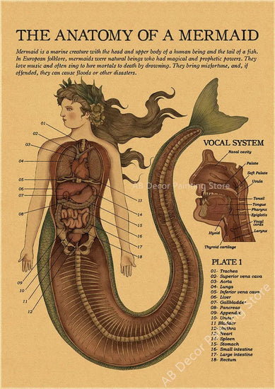 Anatomy of Mermaid Poster Bird Curious Creatures Kraft Paper Prints Vintage Home Room Cafe Bar Art Wall Decor Aesthetic Painting June Wall Art
