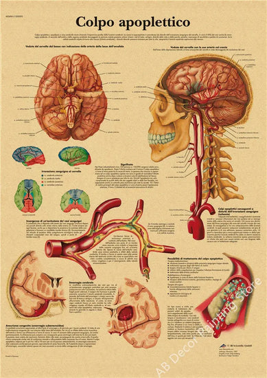 Retro Organ Systems In The Human Body Posters Skeleton Anatomy Kraft Paper Prints DIY Vintage Home Room Art Wall Decor Paintings June Wall Art