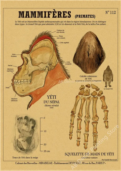 Anatomy of Mermaid Poster Bird Curious Creatures Kraft Paper Prints Vintage Home Room Cafe Bar Art Wall Decor Aesthetic Painting June Wall Art
