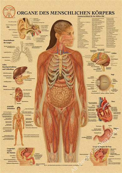Retro Organ Systems In The Human Body Posters Skeleton Anatomy Kraft Paper Prints DIY Vintage Home Room Art Wall Decor Paintings June Wall Art