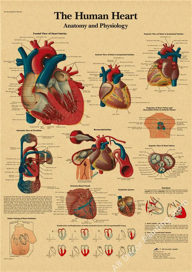 Retro Organ Systems In The Human Body Posters Skeleton Anatomy Kraft Paper Prints DIY Vintage Home Room Art Wall Decor Paintings June Wall Art