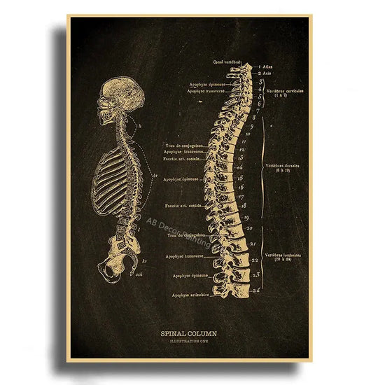 Heart/Skull/Brain Kraft Paper Poster Chalkboard Anatomical Skeleton Vintage Home Room Medicine Decor Medical Art Wall Painting June Wall Art