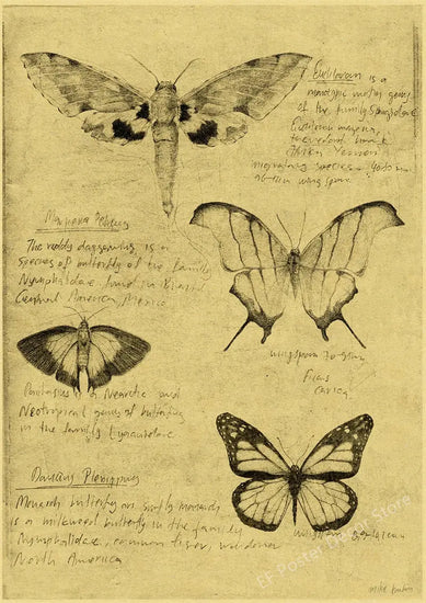 Old Sketch Studies Poster Vulpes/Skeleton Home Room Medical Club Decor Painting Plants Butterfly Vintage Prints Art Wall Picture June Wall Art