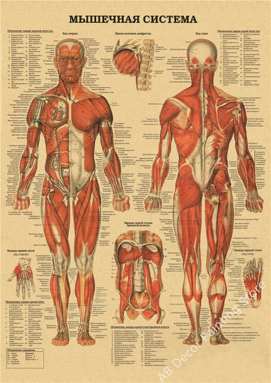 Retro Organ Systems In The Human Body Posters Skeleton Anatomy Kraft Paper Prints DIY Vintage Home Room Art Wall Decor Paintings June Wall Art