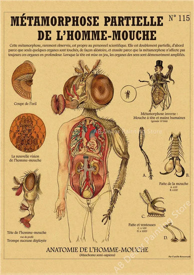 Anatomy of Mermaid Poster Bird Curious Creatures Kraft Paper Prints Vintage Home Room Cafe Bar Art Wall Decor Aesthetic Painting June Wall Art