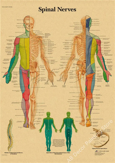 Retro Organ Systems In The Human Body Posters Skeleton Anatomy Kraft Paper Prints DIY Vintage Home Room Art Wall Decor Paintings June Wall Art