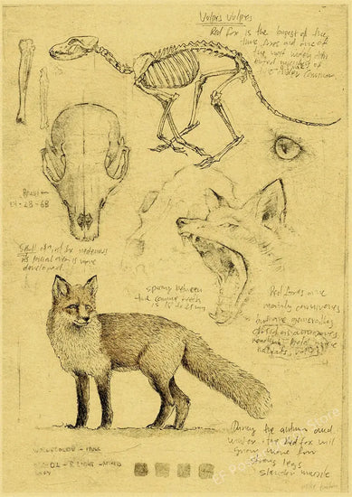 Old Sketch Studies Poster Vulpes/Skeleton Home Room Medical Club Decor Painting Plants Butterfly Vintage Prints Art Wall Picture June Wall Art